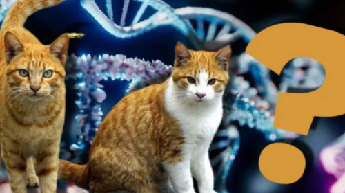 Doktorlar şaşkın! Sevimlilikleri yetmedi, kediler kanser çalışmalarında da öne çıktı